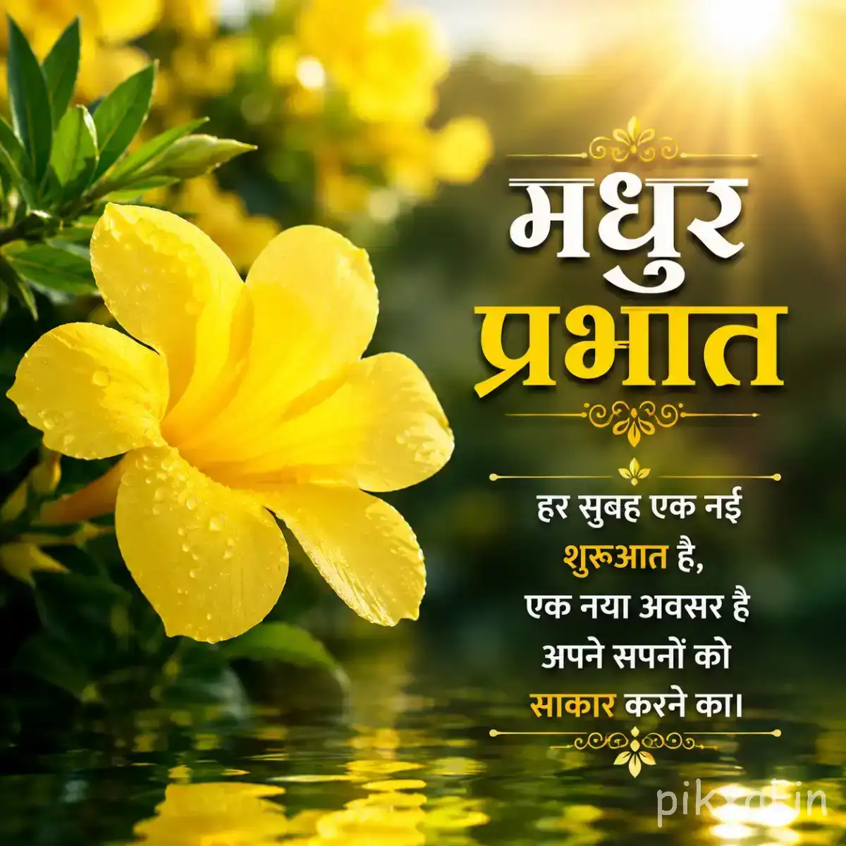 Yellow flower with five rounded petals and water reflections beneath green foliage
