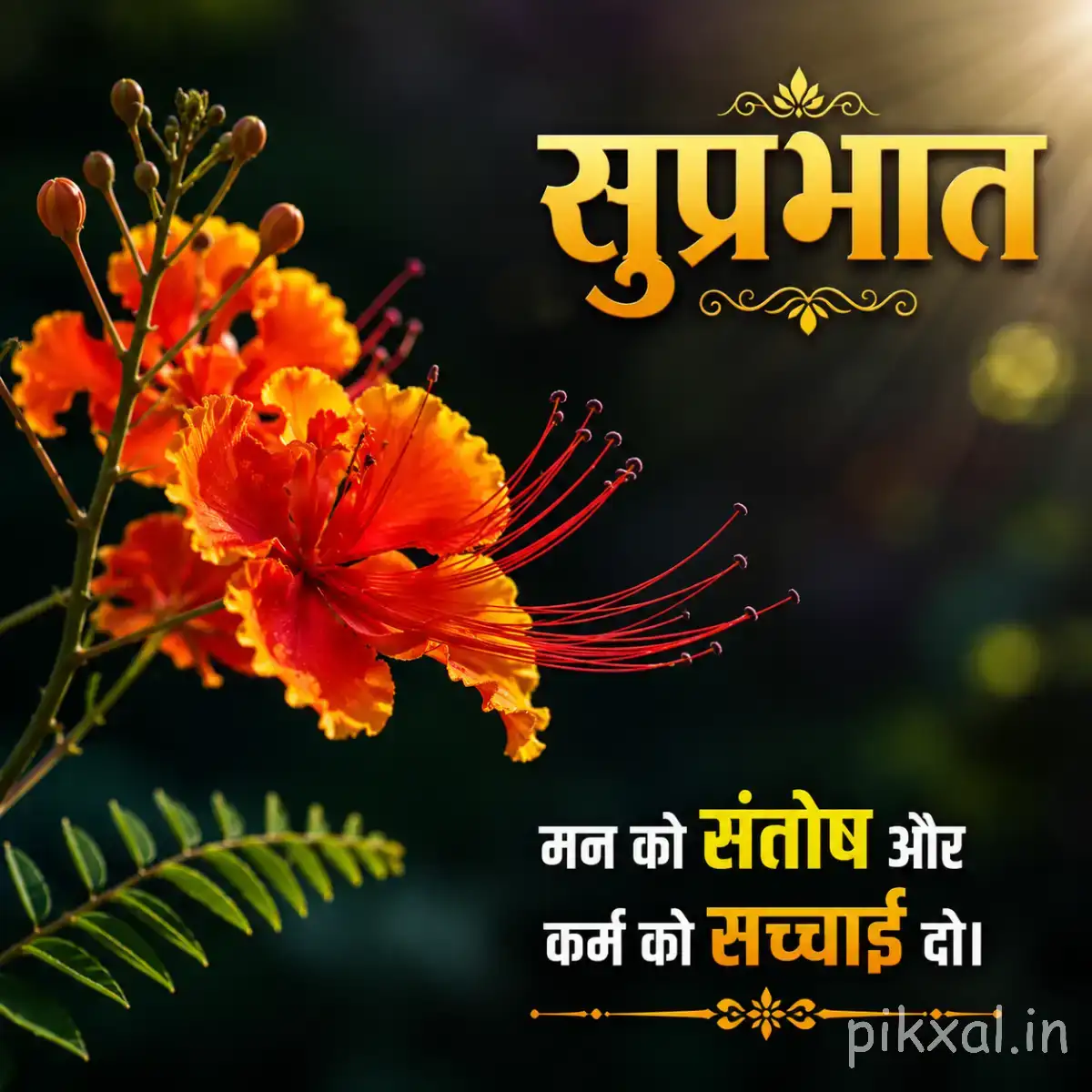 Orange-red flowers with long slender stamens and green fern-like leaves against a dark background