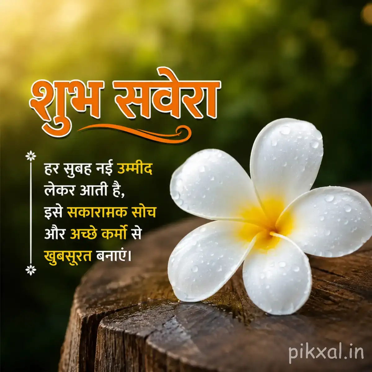 White flower with five rounded petals and a yellow center resting on a dark wooden surface