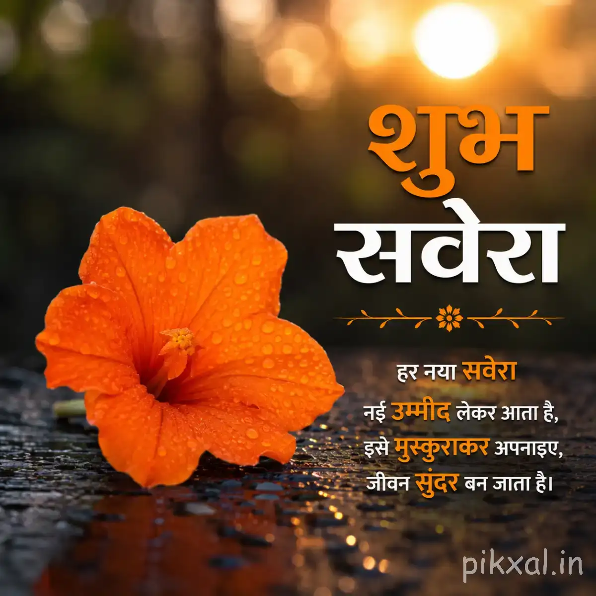 Single orange flower with broad ruffled petals resting on a dark wet surface beside a Hindi morning wish