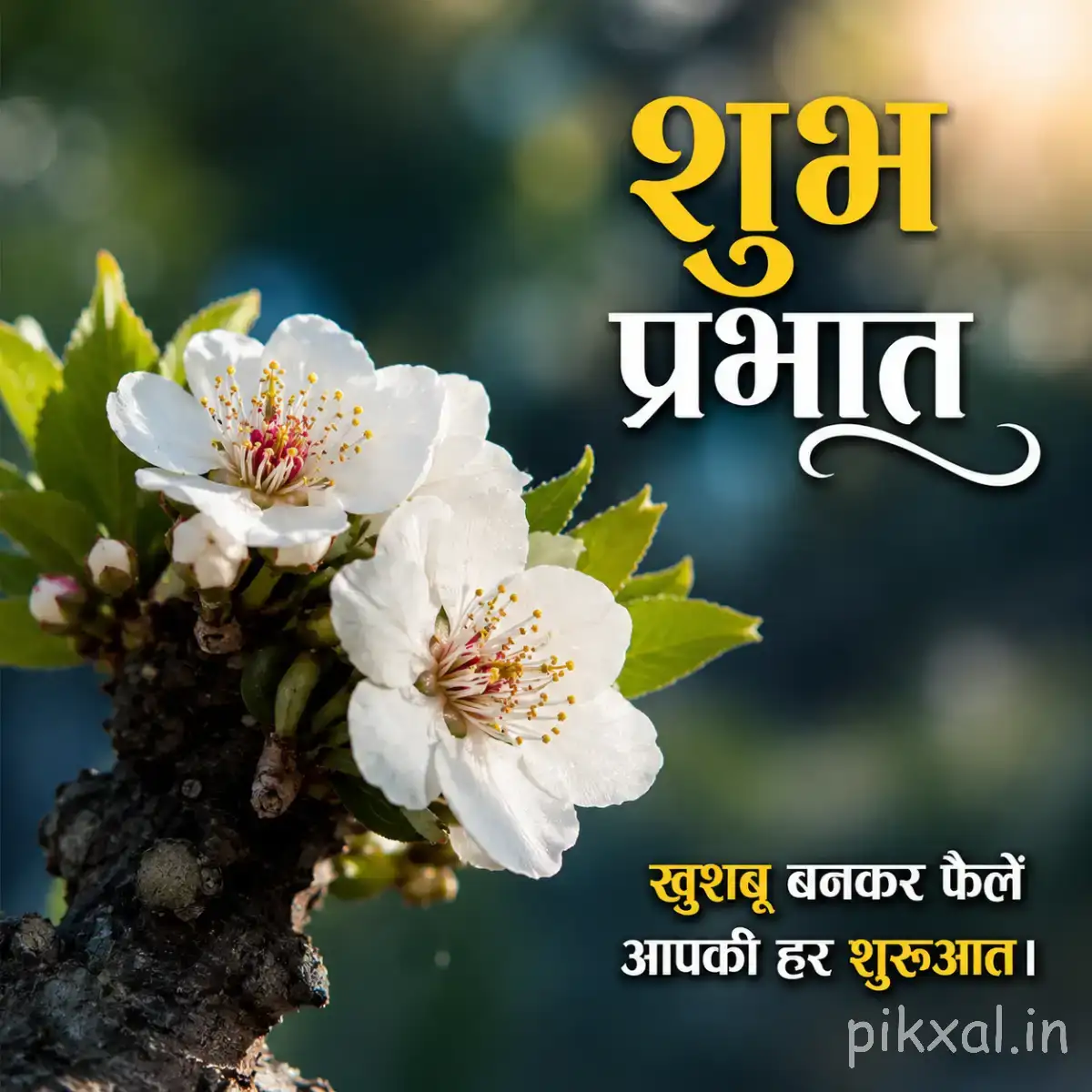 White flowers with yellow centers on a dark branch and a Hindi Good Morning wish