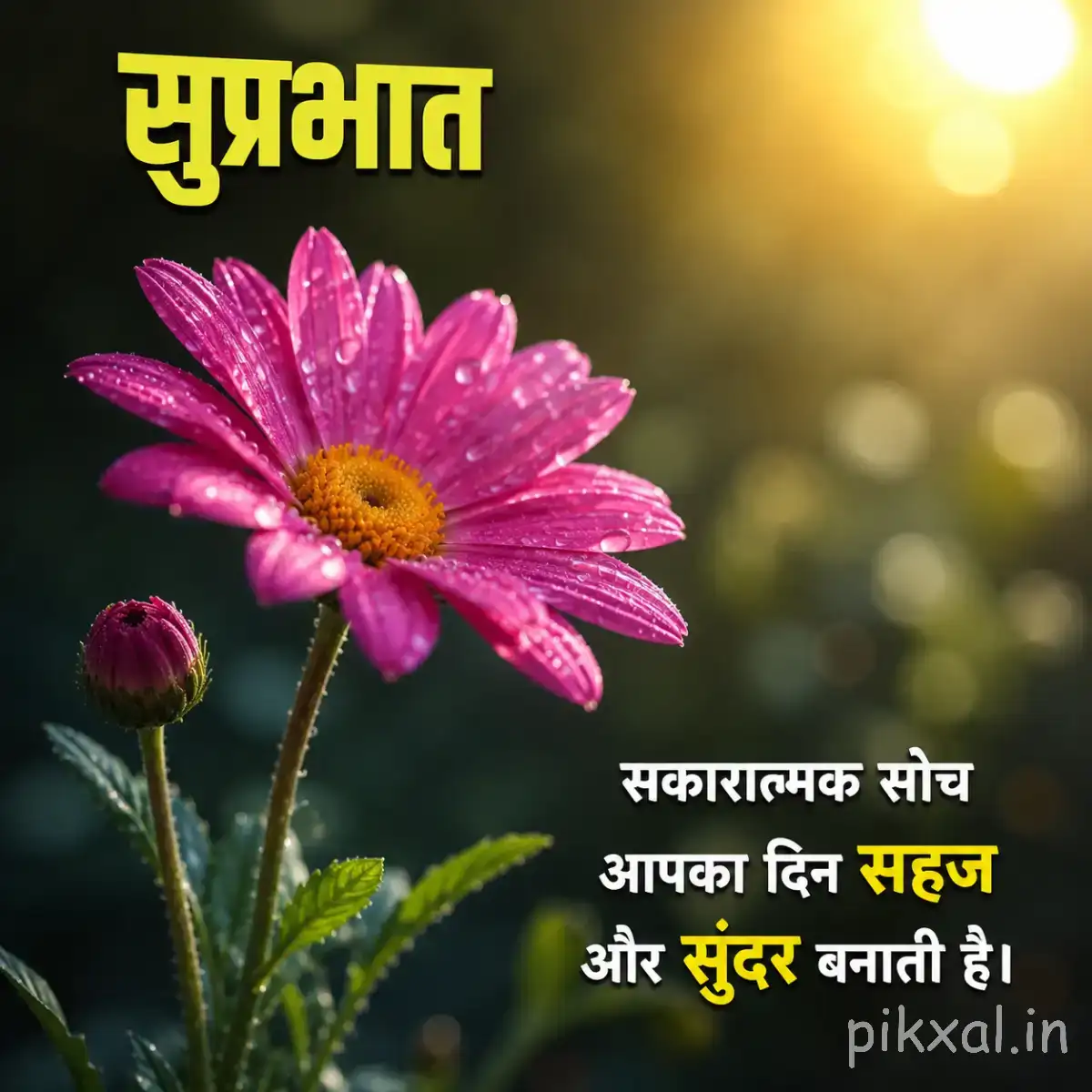 Single pink flower with many narrow petals and a yellow center against warm blurred greenery with a Hindi Good Morning wish