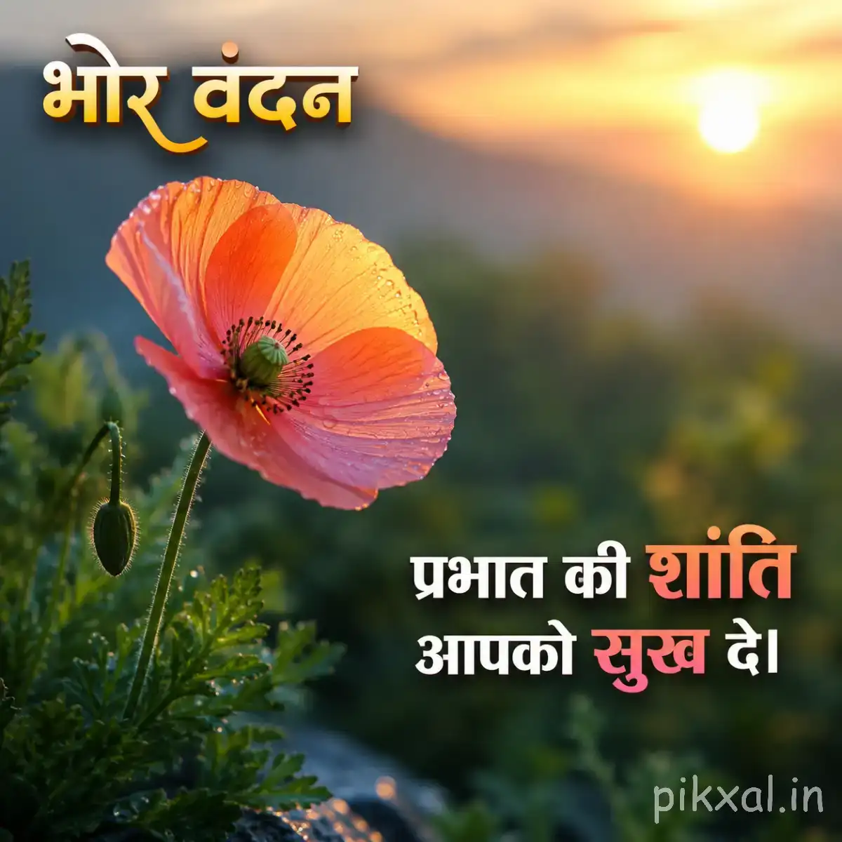Single coral-orange flower against a glowing sunset background with a Hindi morning message