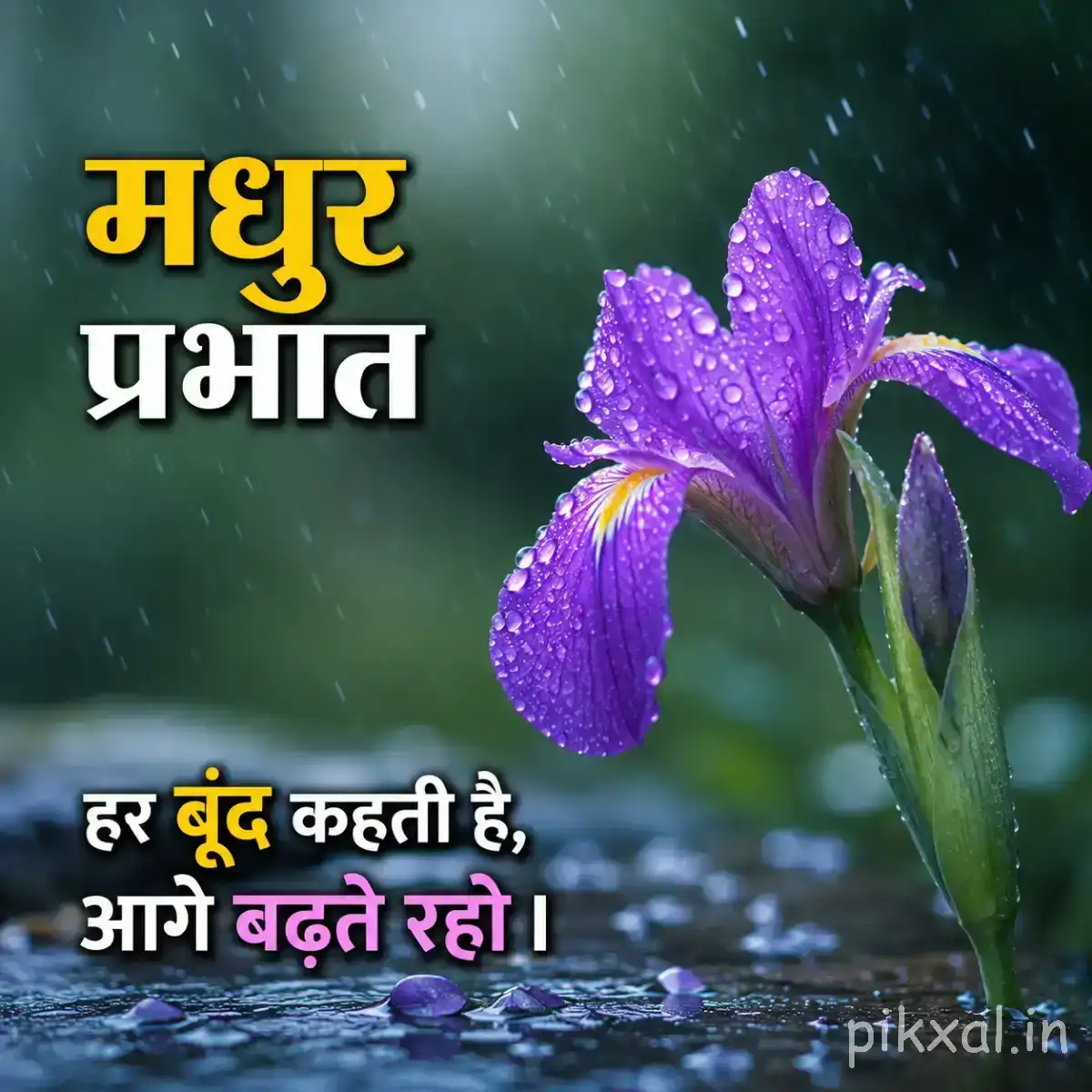 Purple flowers with upright petals and green leaves against a softly blurred background