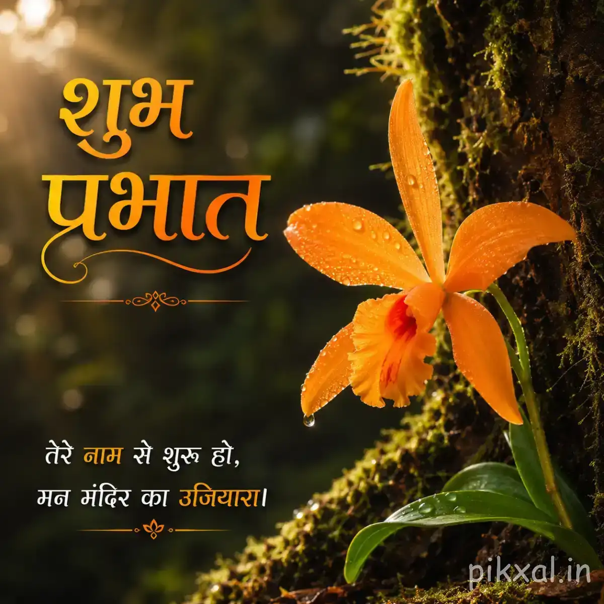 Single orange flower with elongated petals beside a mossy tree trunk