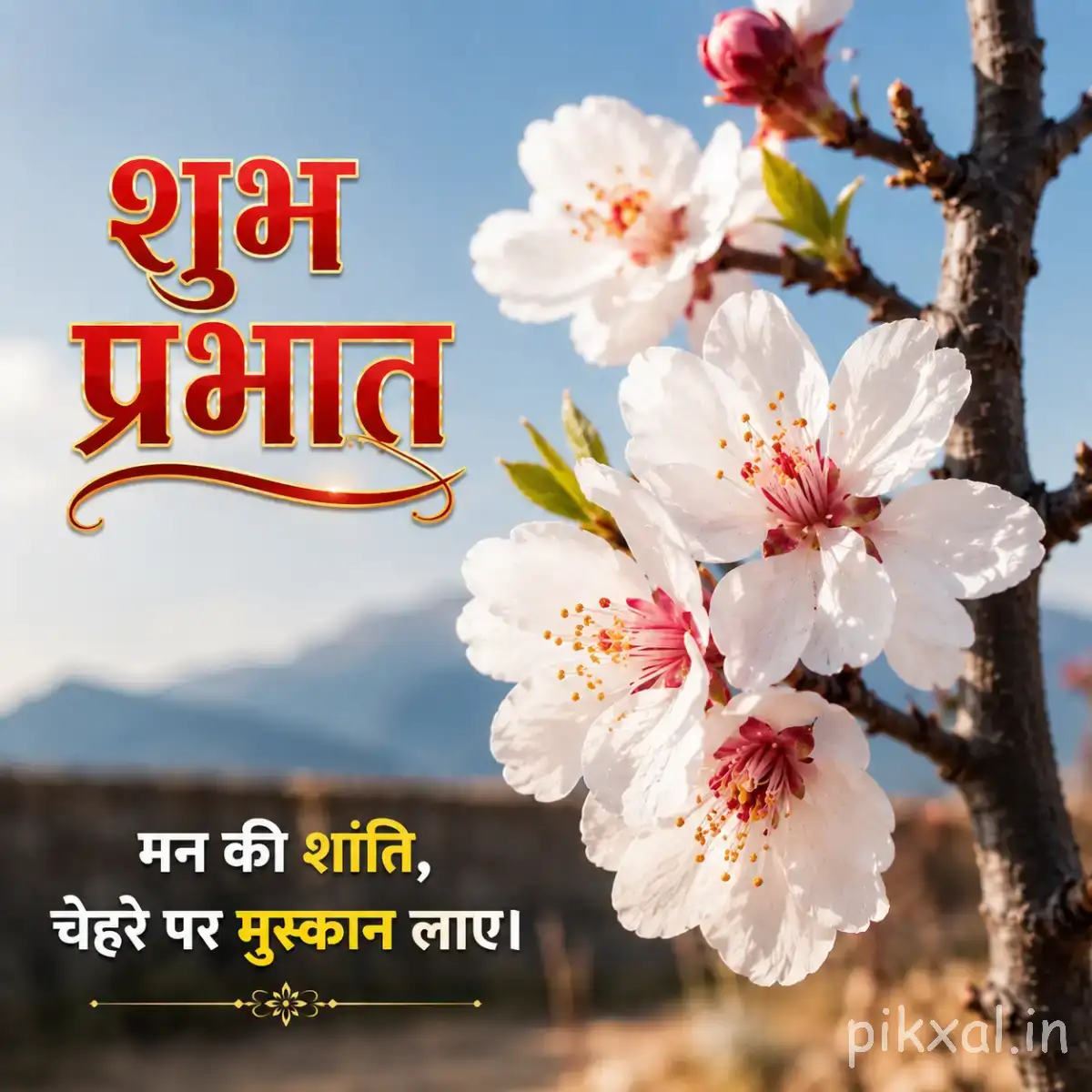 White blossoms on a flowering branch against blue sky and distant mountains