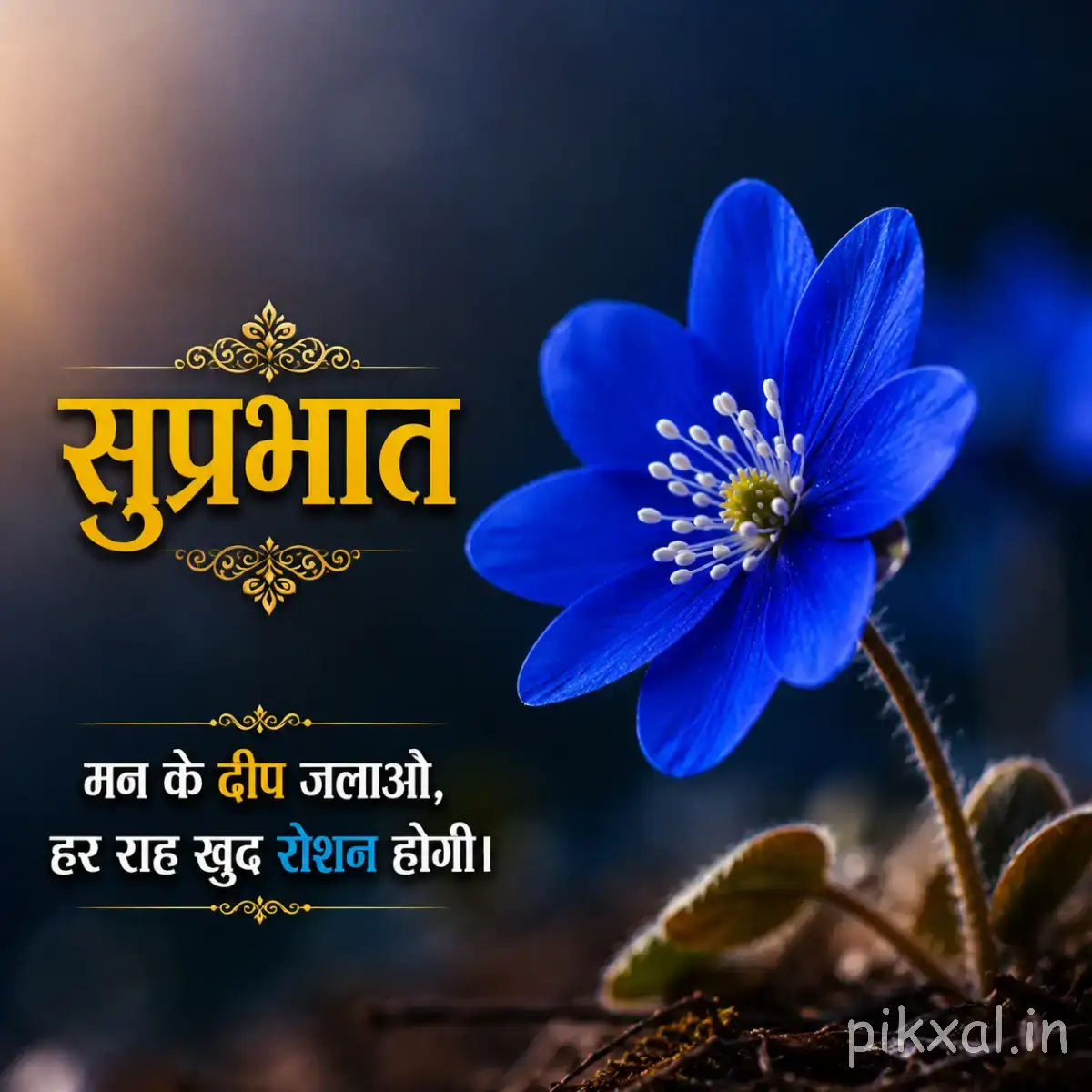 Single bright blue flower with layered petals and a dark center against a dark background