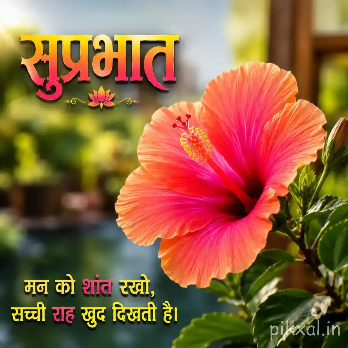Large pink and orange flower with a dark center and green leaves