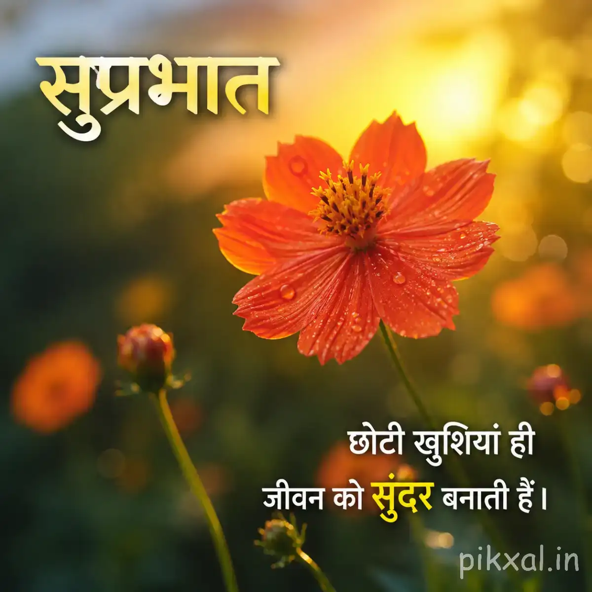 Single orange flower with broad rounded petals and a yellow center beside an unopened bud with a Hindi Good Morning wish