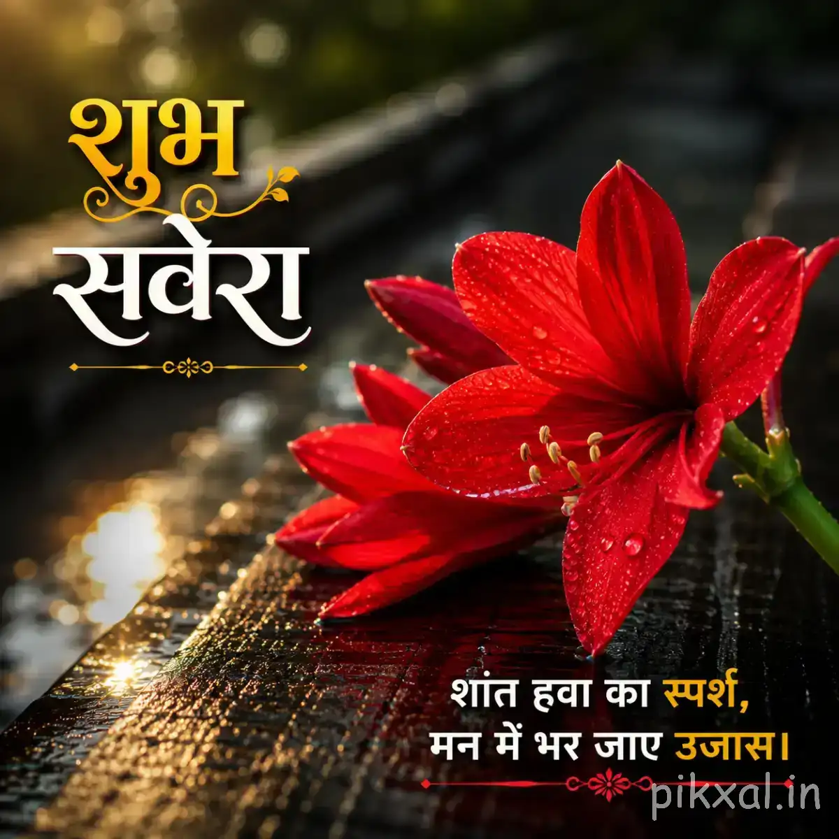 Red flowers with broad pointed petals beside a wet stone pathway with a Hindi morning wish