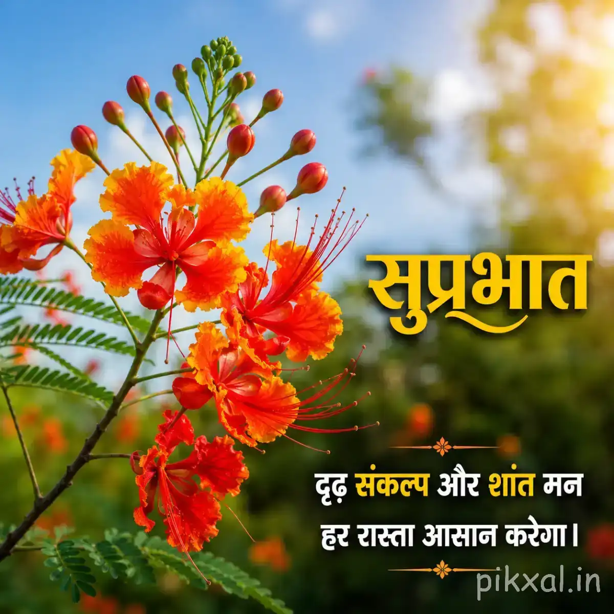 Orange-red flowers with long protruding stamens and numerous unopened buds against a bright sky with a Hindi morning wish