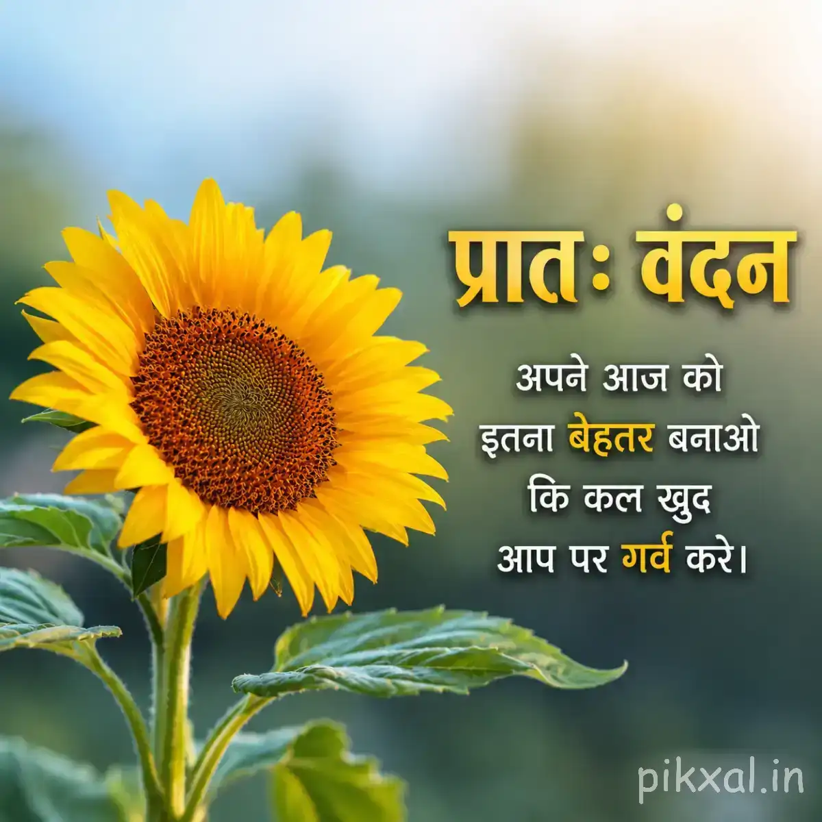 Yellow flower with a dark center and green leaves against warm sunlight with a Hindi morning wish