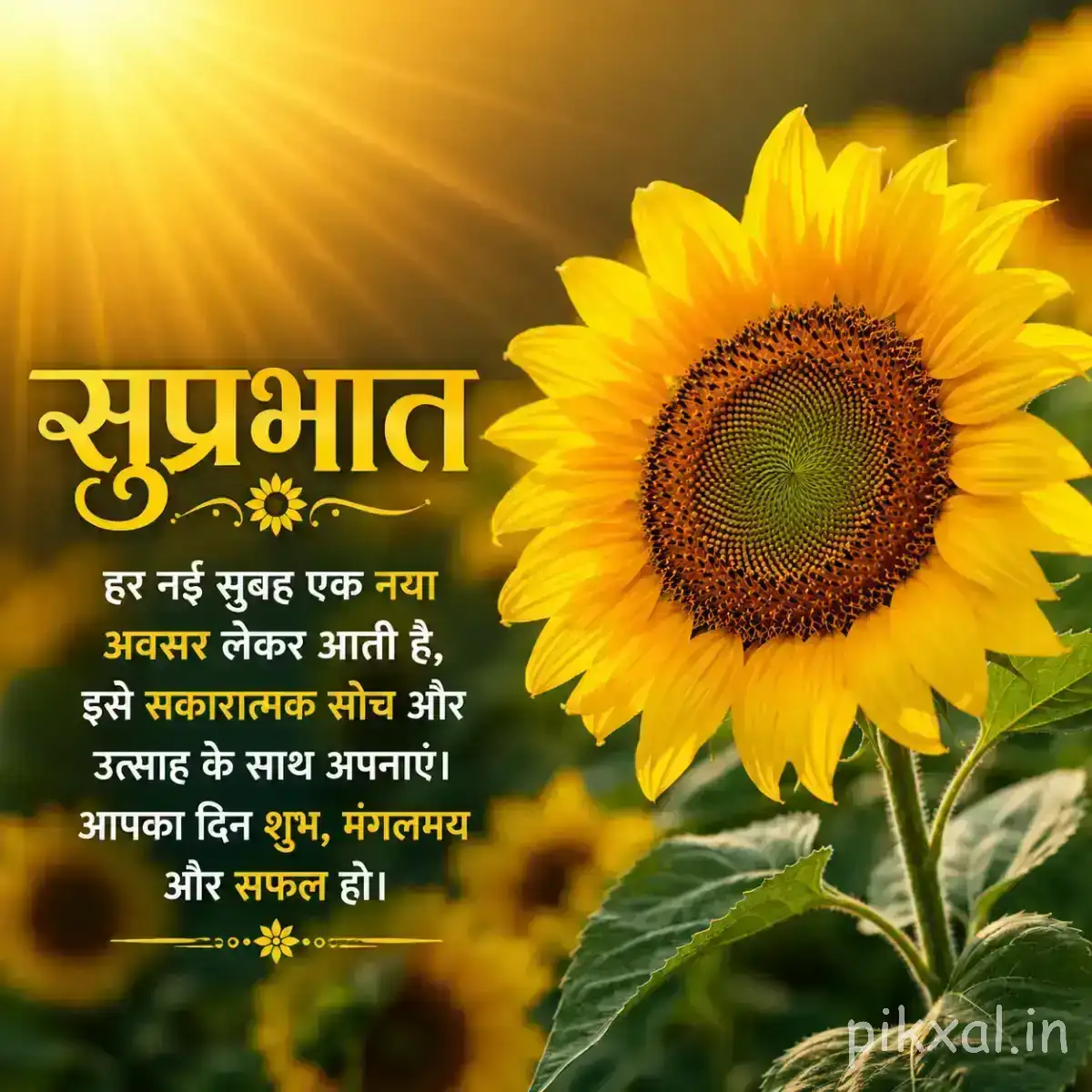 Large yellow flower with a dark textured center against glowing green foliage and a Hindi Good Morning wish