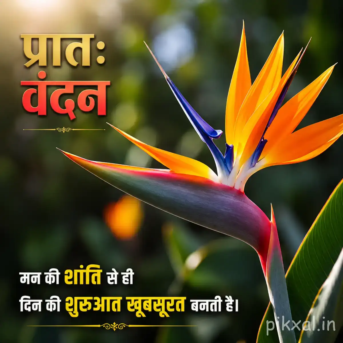 Orange and blue pointed flowers against a dark blurred background with a Hindi morning greeting