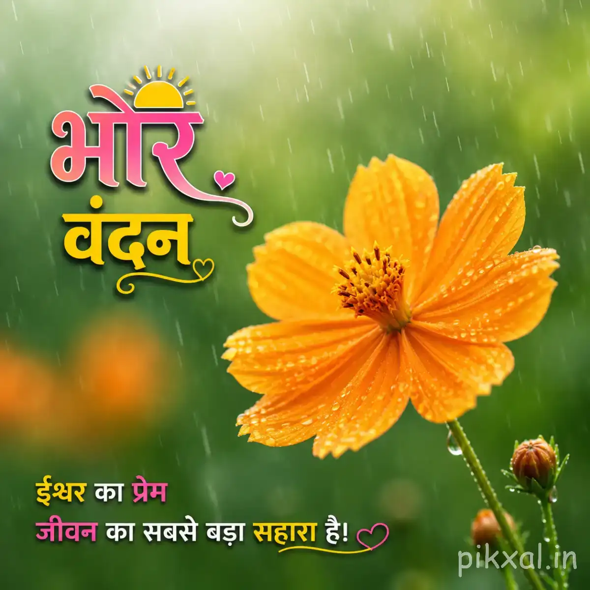 Single yellow-orange flower with a dark center against blurred green foliage and a Hindi morning wish