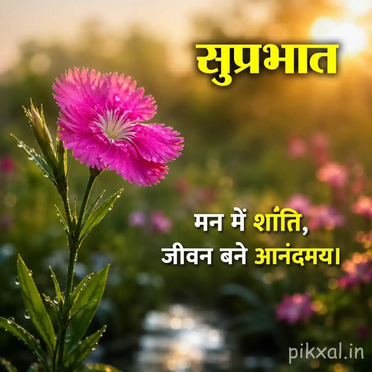 Single pink flower on a slender leafy stem with a Hindi Good Morning greeting