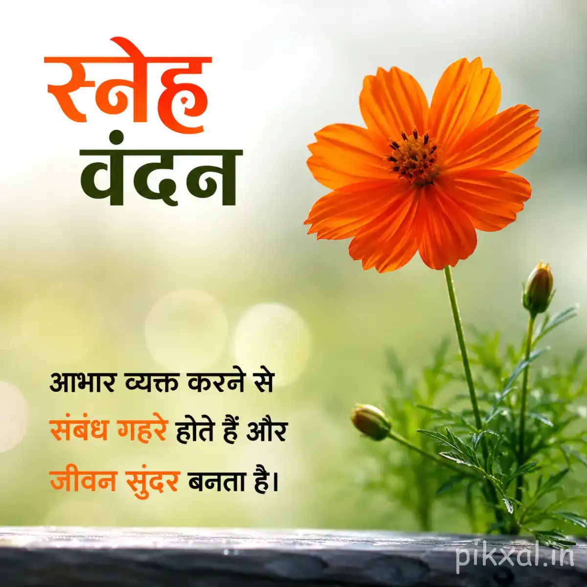 Orange flower with narrow petals and green foliage beside a Hindi morning message
