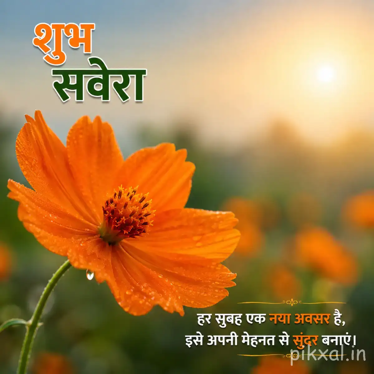 Orange flower with overlapping petals on a slender stem with a Hindi morning greeting