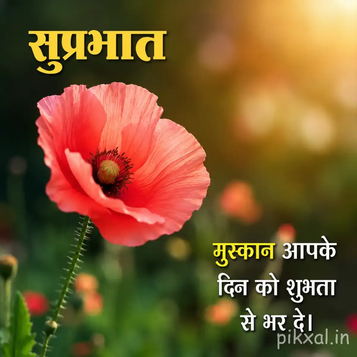 Single coral-pink flower with layered petals against warm blurred greenery and a Hindi morning wish