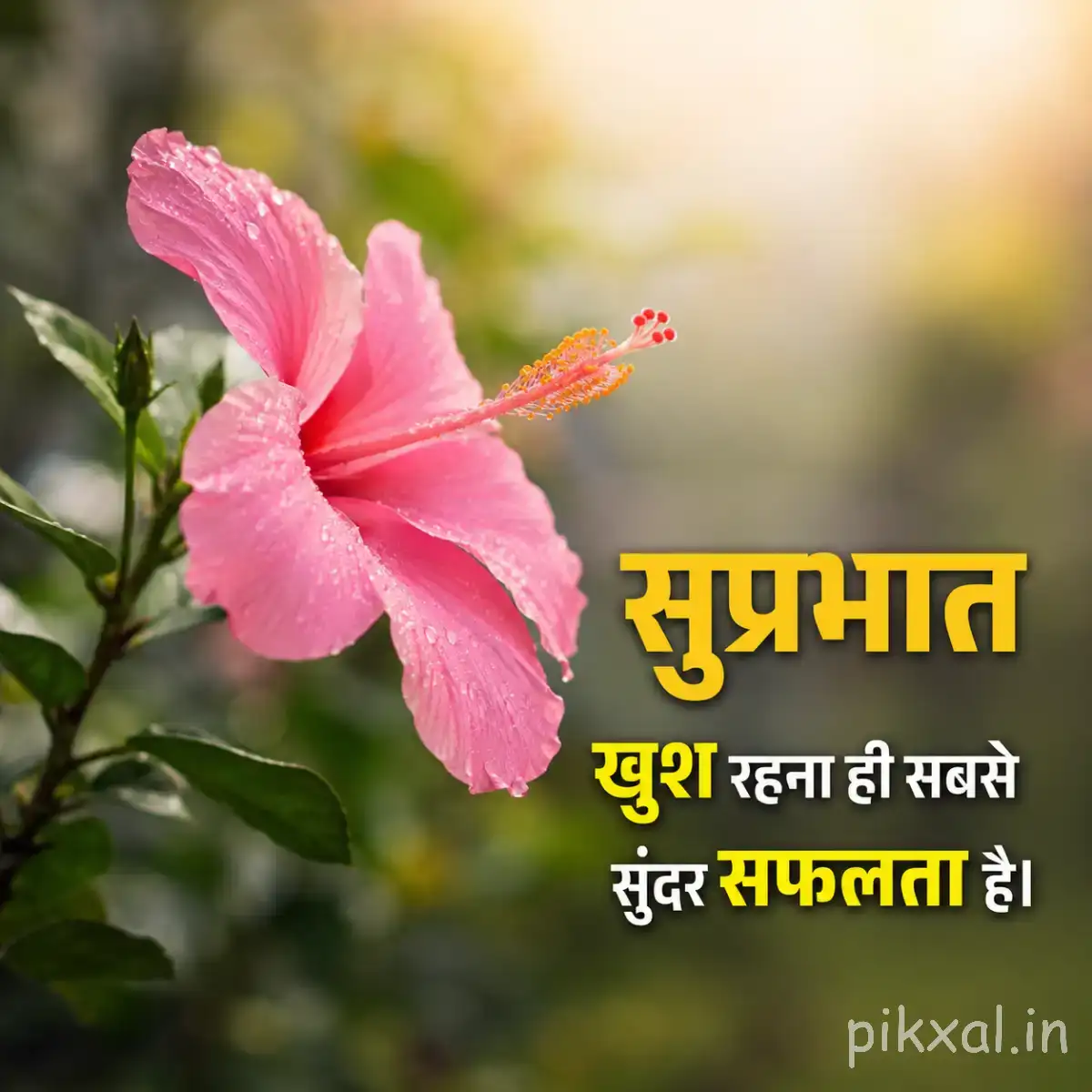 Pink flower with elongated petals and green leaves beside a Hindi Good Morning greeting