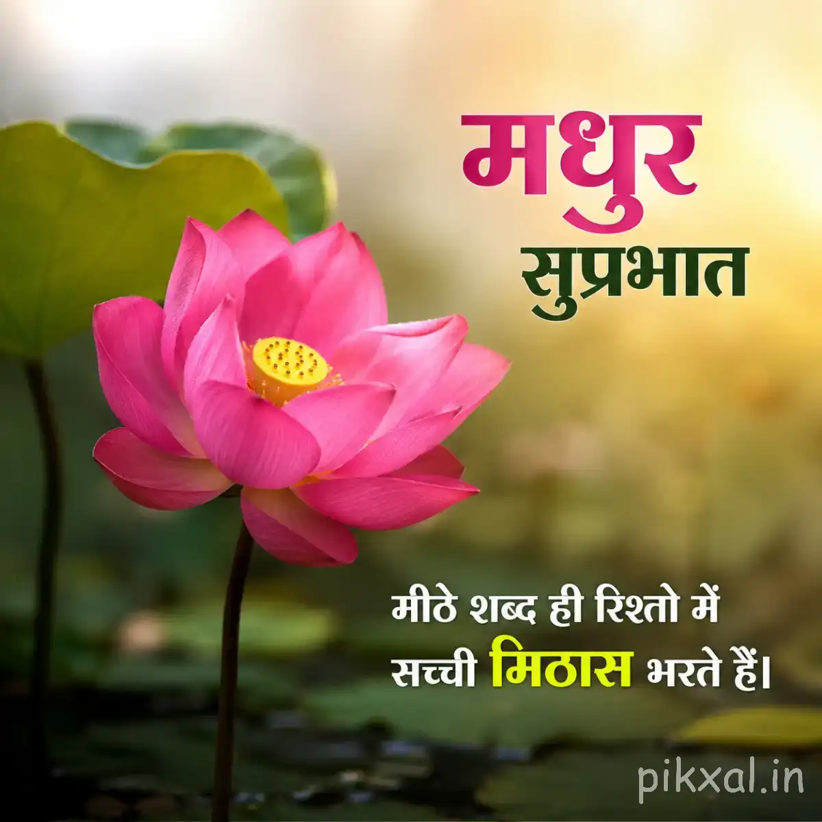 Pink layered flower with broad overlapping petals and green leaves against a softly blurred background