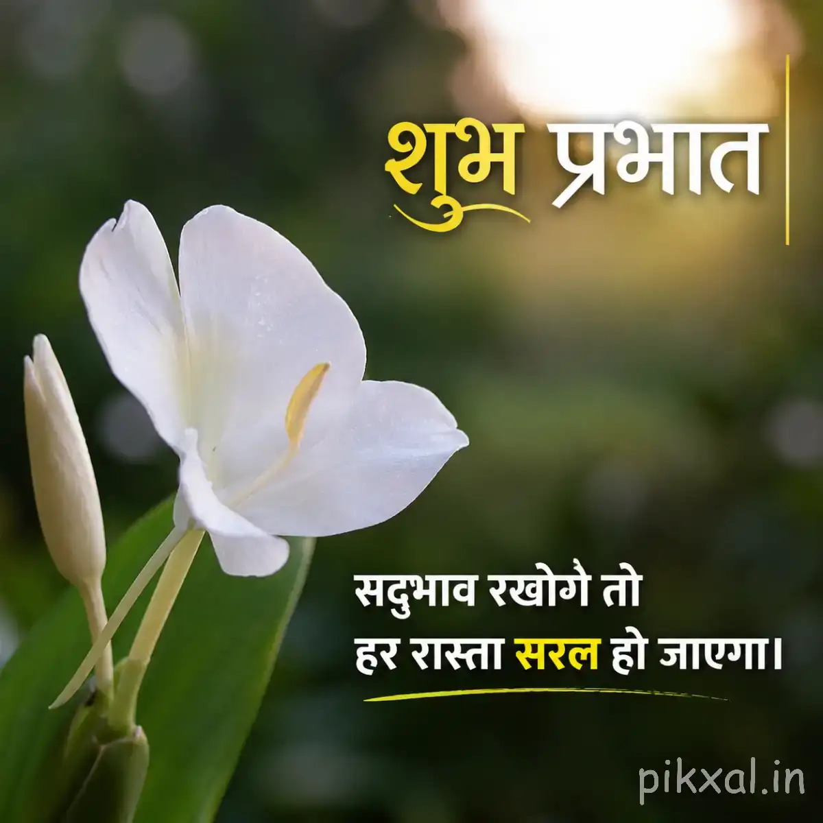 White flower with slender green stems and partially opened buds beside a Hindi morning greeting