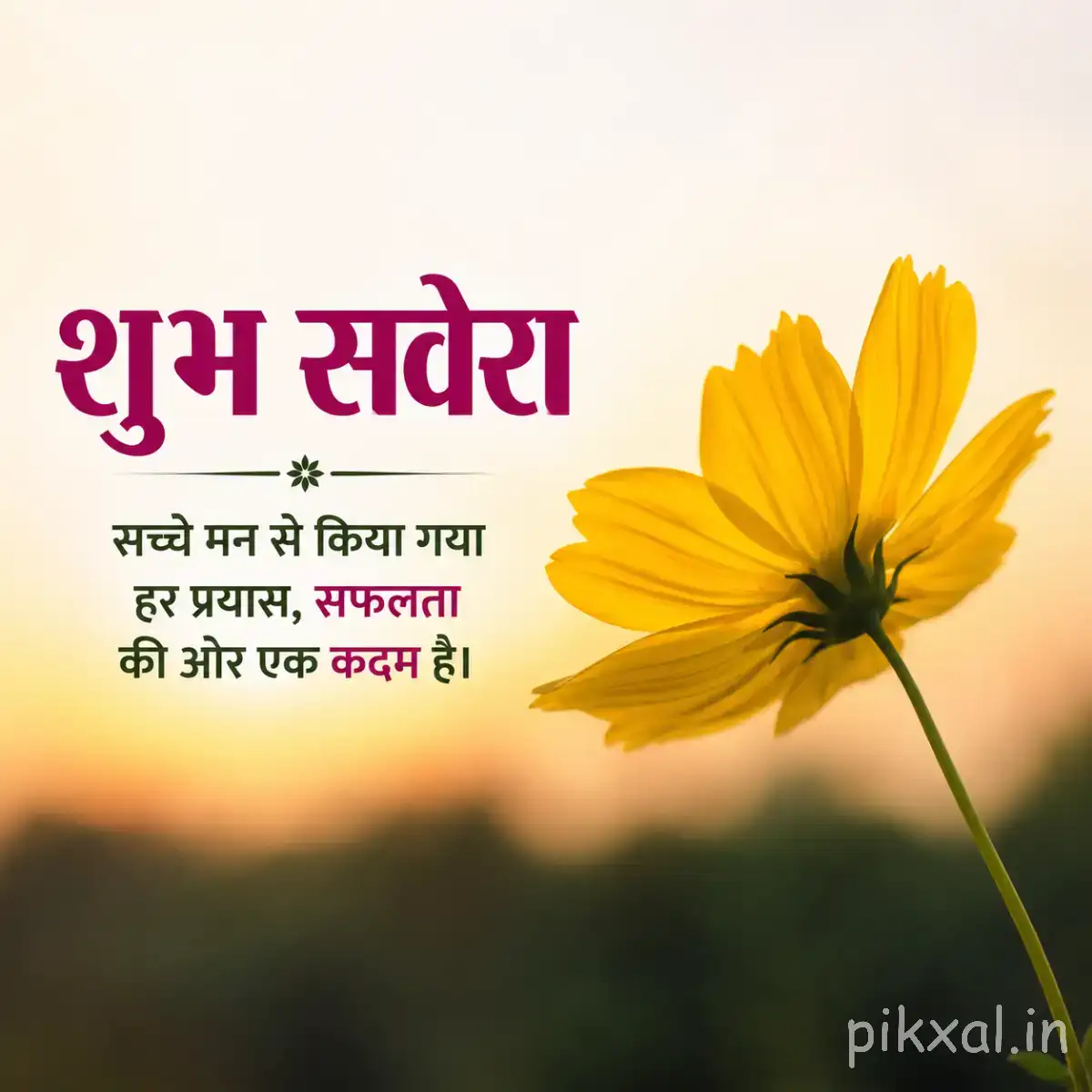 Single yellow flower with a dark center and slender stem against a warm blurred sunset background