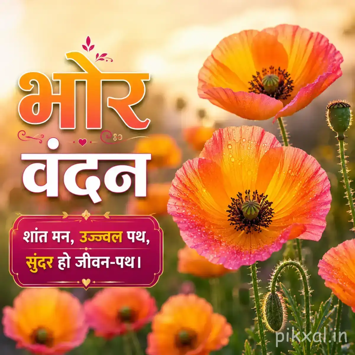 Orange-pink flowers with dark centers, several buds, and a Hindi morning message