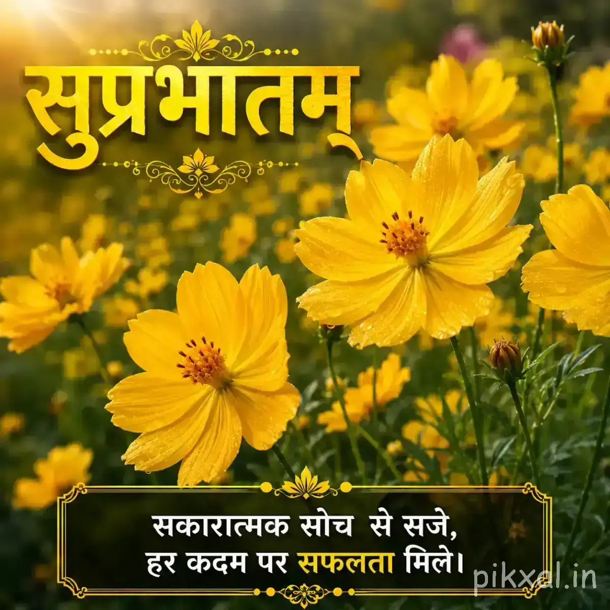 Several yellow flowers with green foliage against warm sunlight and a Hindi Good Morning message