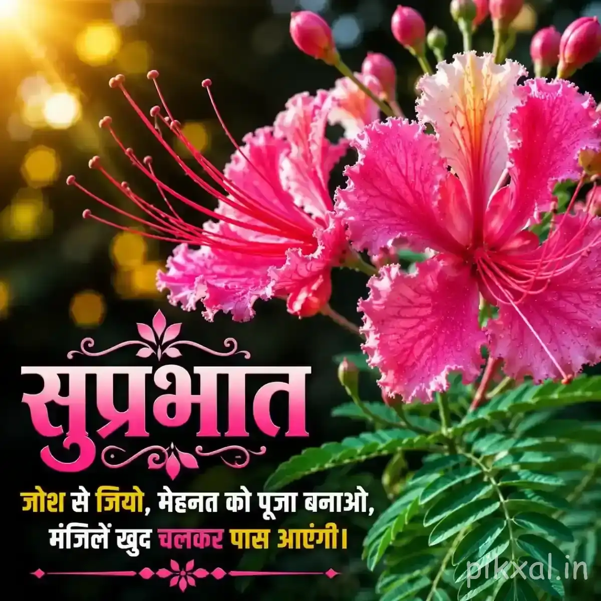 Pink flowers with long stamens and rounded buds against dark foliage with a Hindi morning wish
