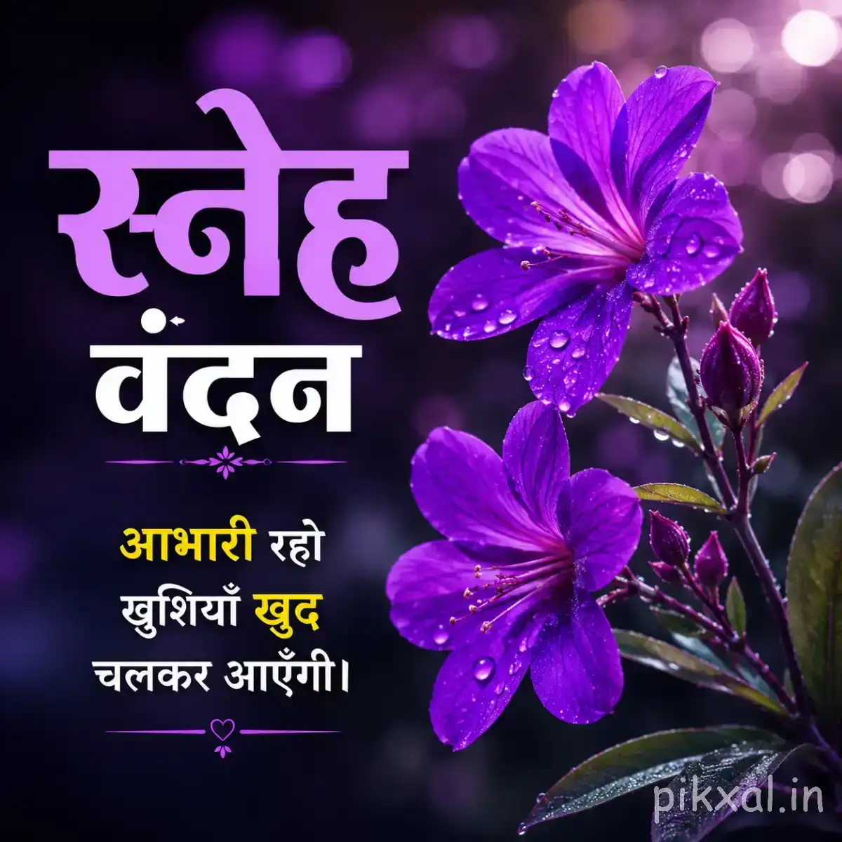 Purple flowers with five rounded petals and green leaves against a dark background with a Hindi morning wish