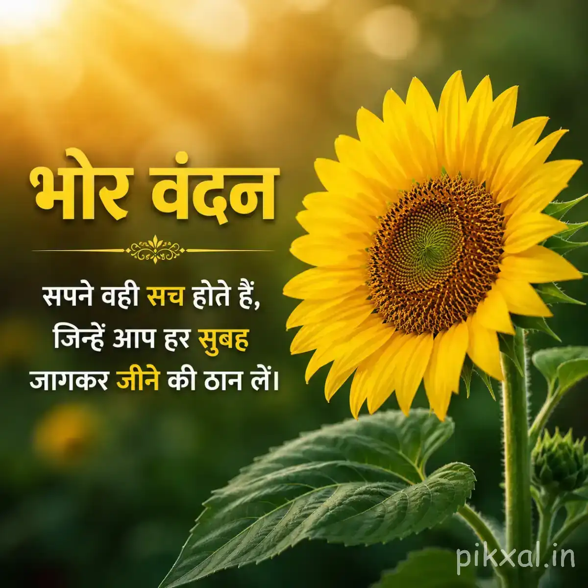 Single bright yellow flower with a large dark center, green leaves, and a Hindi Good Morning message