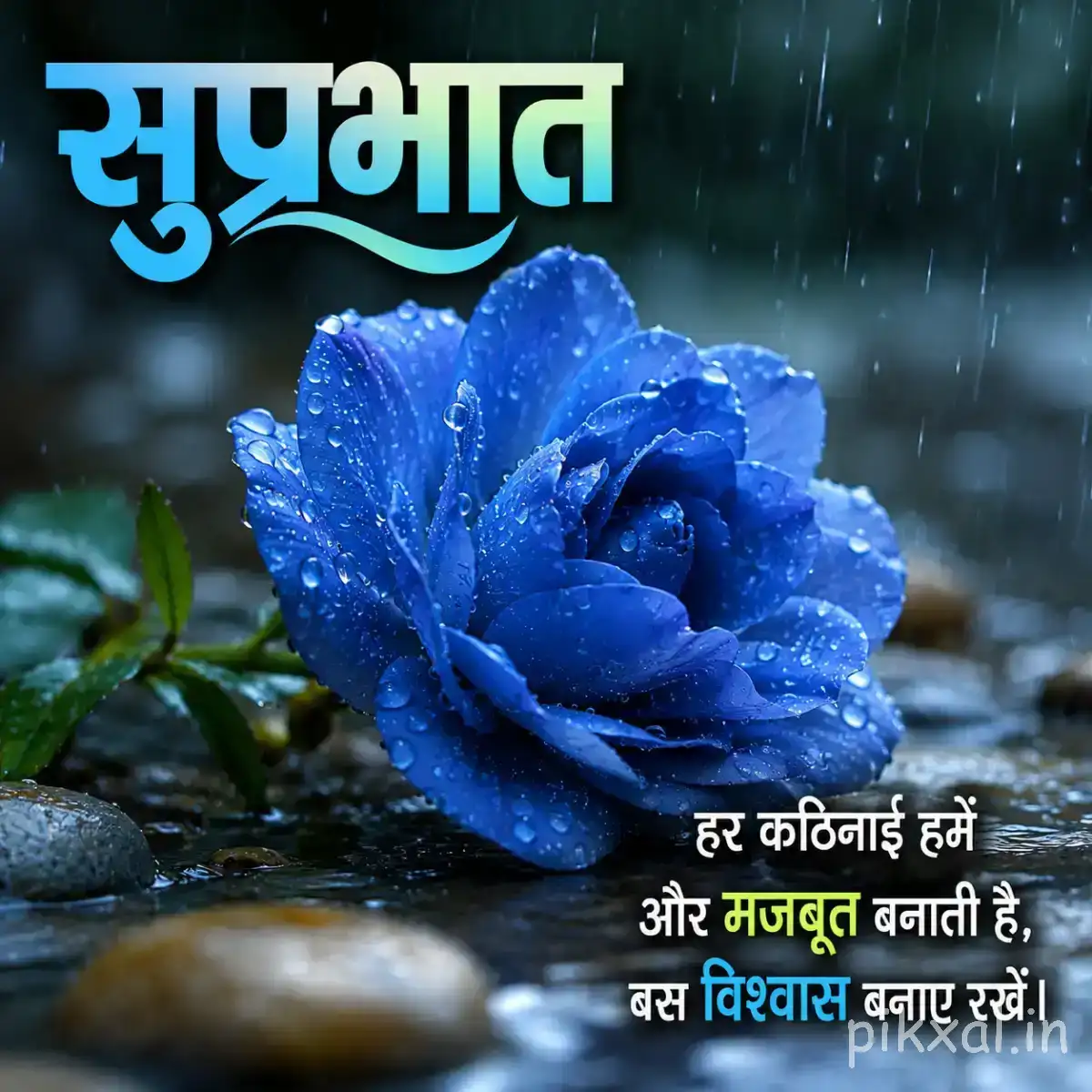 Single blue flower covered with water droplets beside wet foliage against a dark blurred background