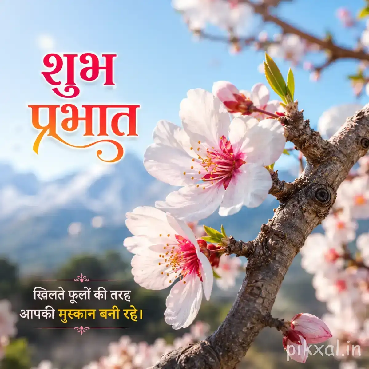Pale pink flowers blooming along a woody branch against a bright blue sky with a Hindi morning greeting