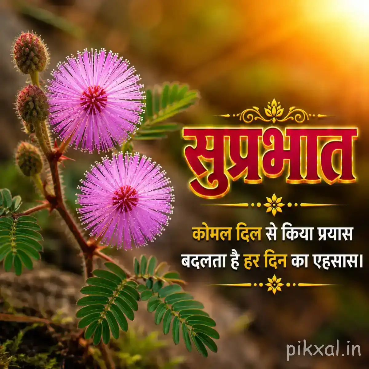 Pink round flowers with fine filaments and green foliage against warm sunlight with a Hindi morning wish