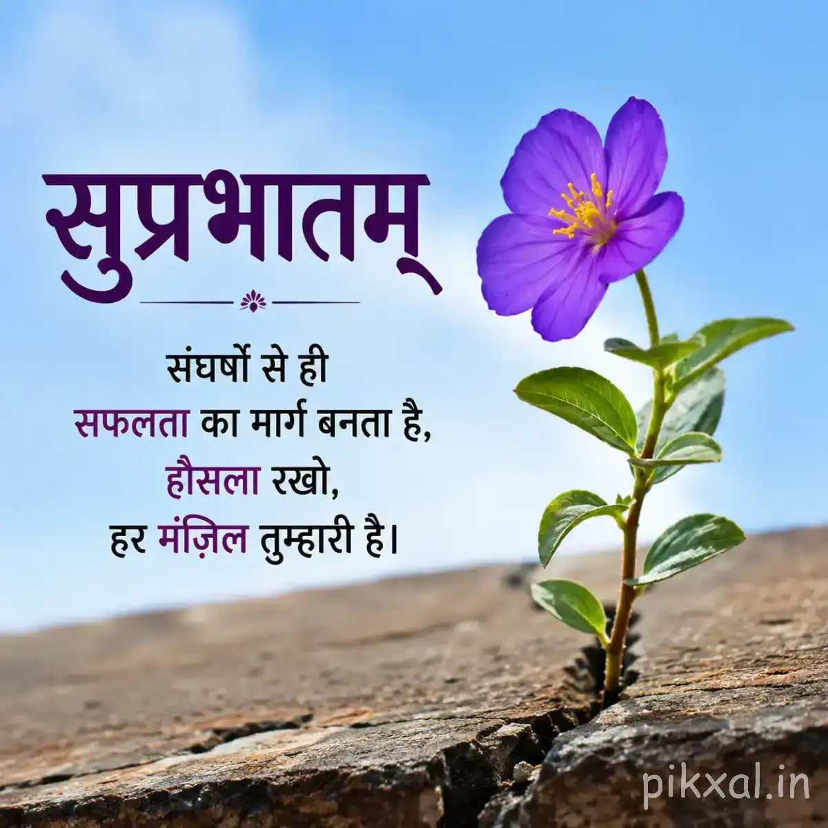 Single purple five-petaled flower on a leafy stem growing from a rock with a Hindi Good Morning message
