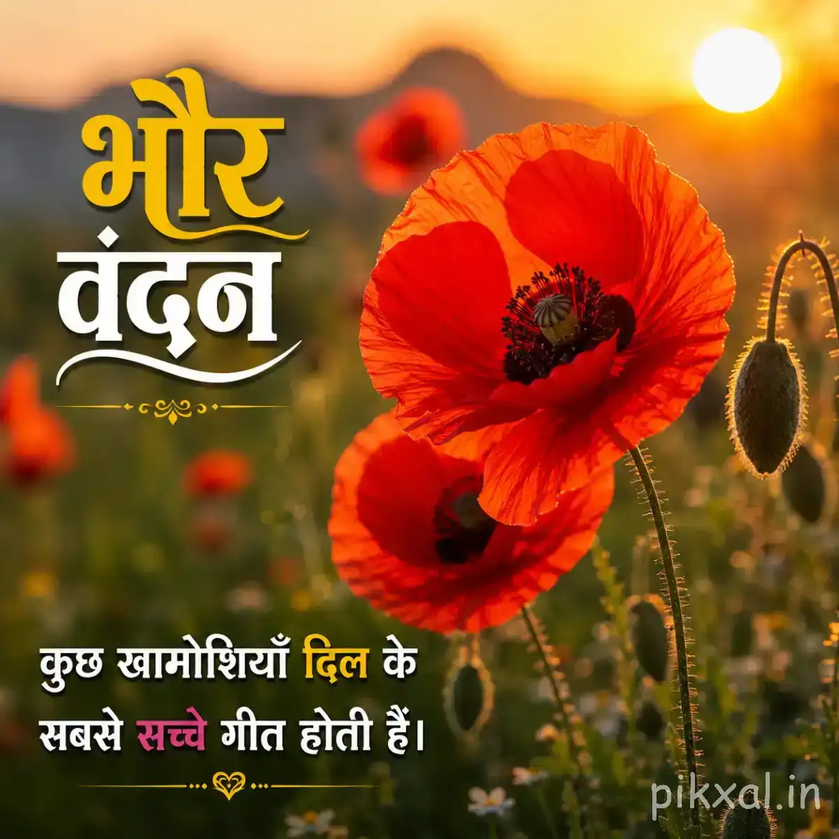 Two orange-red flowers with dark centers against green foliage and warm sunlight with a Hindi morning wish