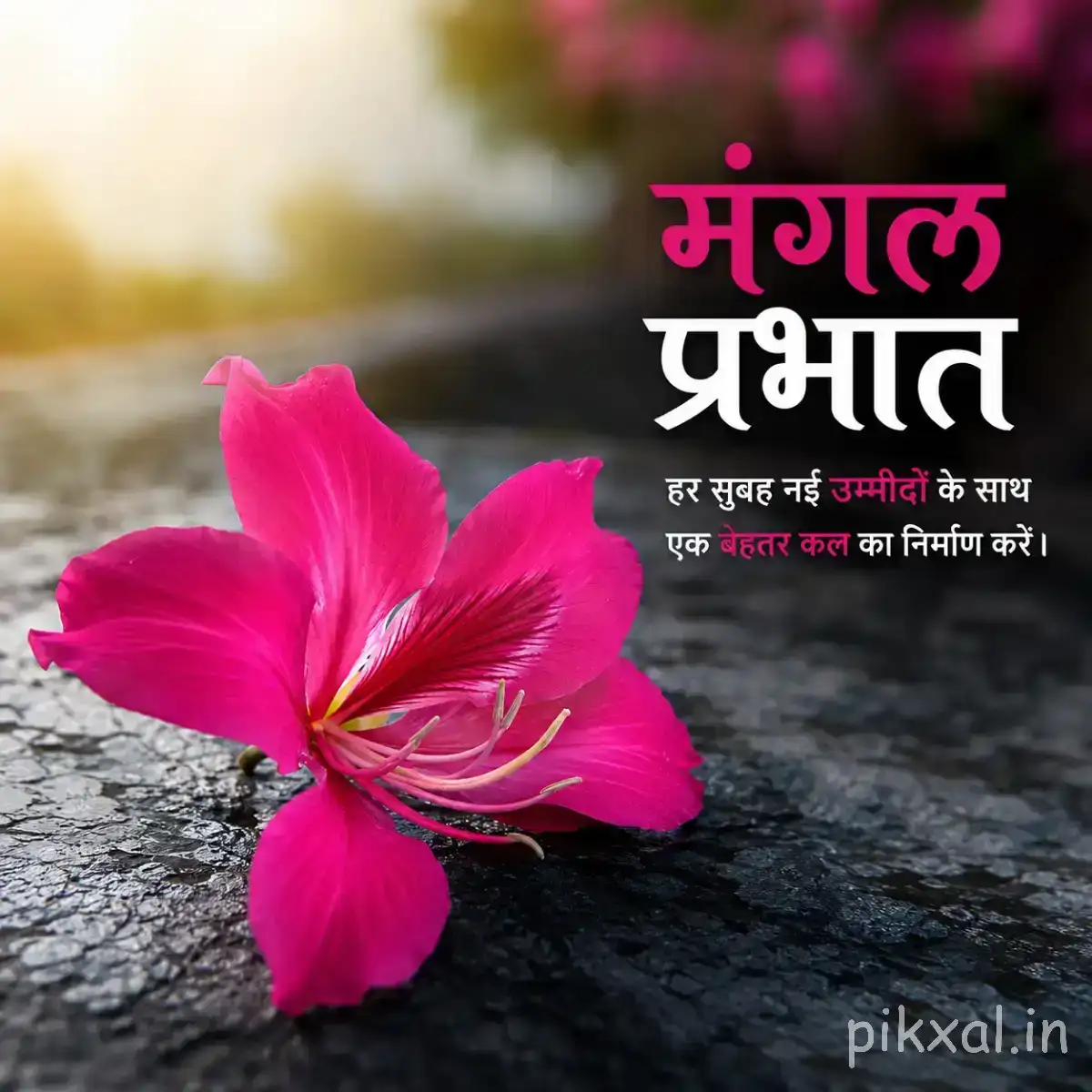 Bright pink flower with broad petals resting beside wet dark stones with a Hindi morning message
