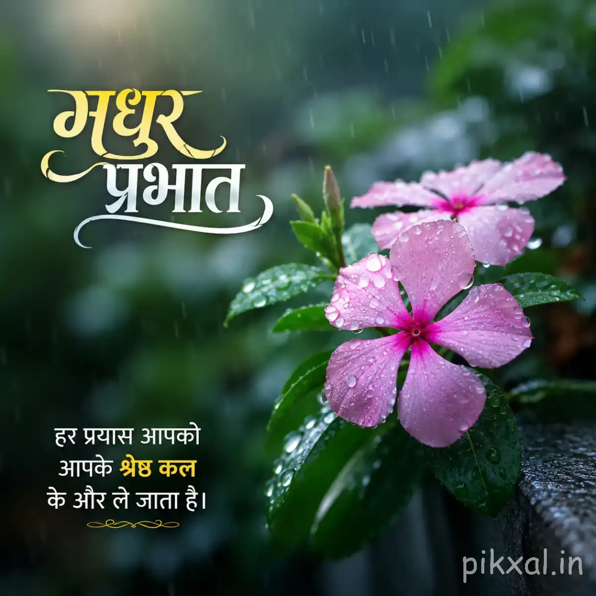 Pink five-petaled flowers with dark centers and green leaves against a dark blurred background with a Hindi morning message