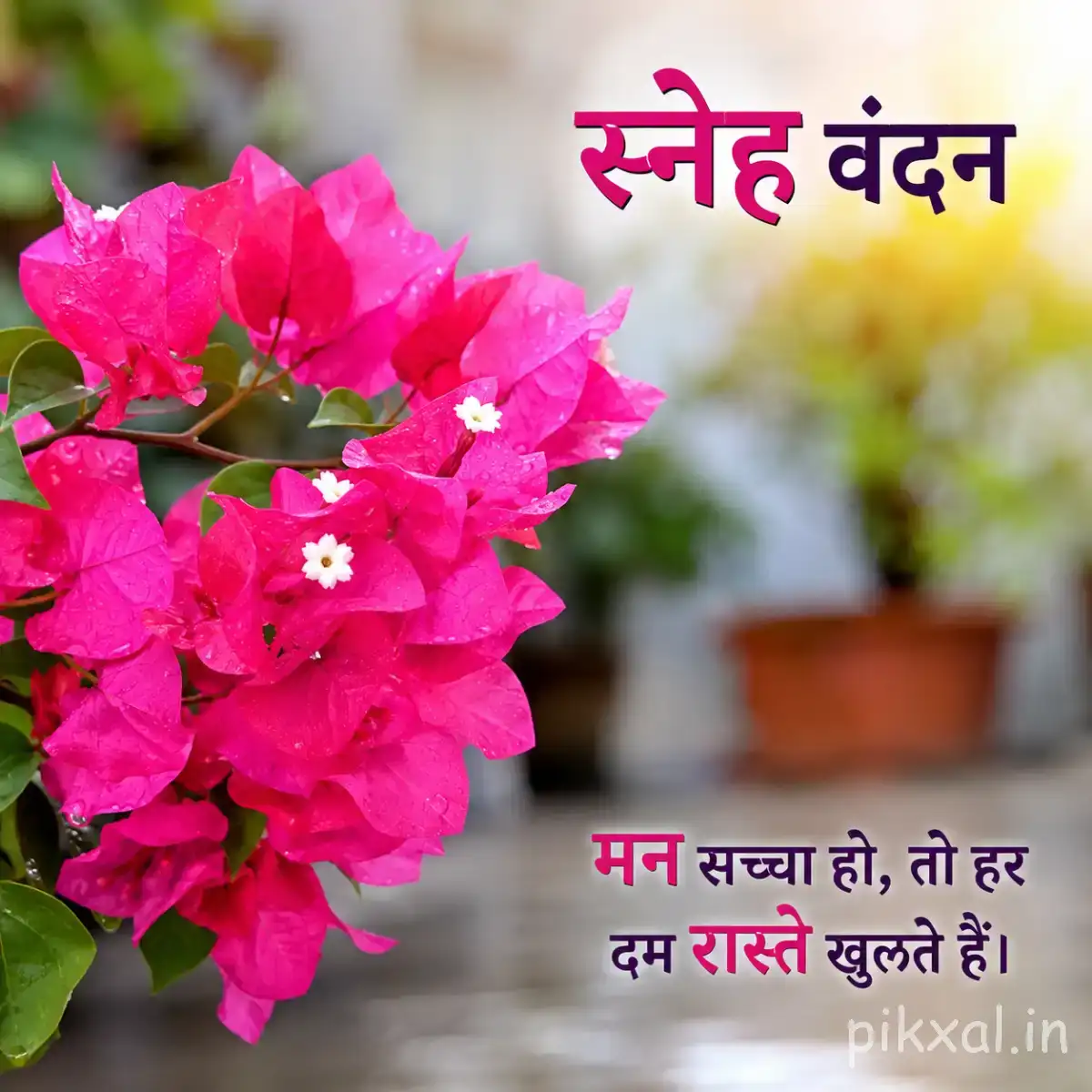 Dense cluster of bright pink flowers with small white centers and green leaves with a Hindi morning wish