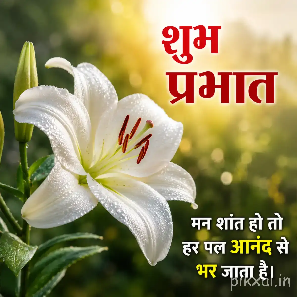 White flower with elongated petals and prominent dark stamens surrounded by green leaves with a Hindi morning wish