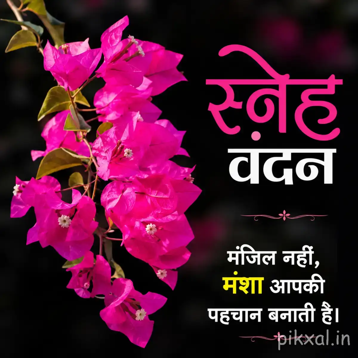 Cluster of vivid magenta flowers and green leaves against a dark background with a Hindi morning wish