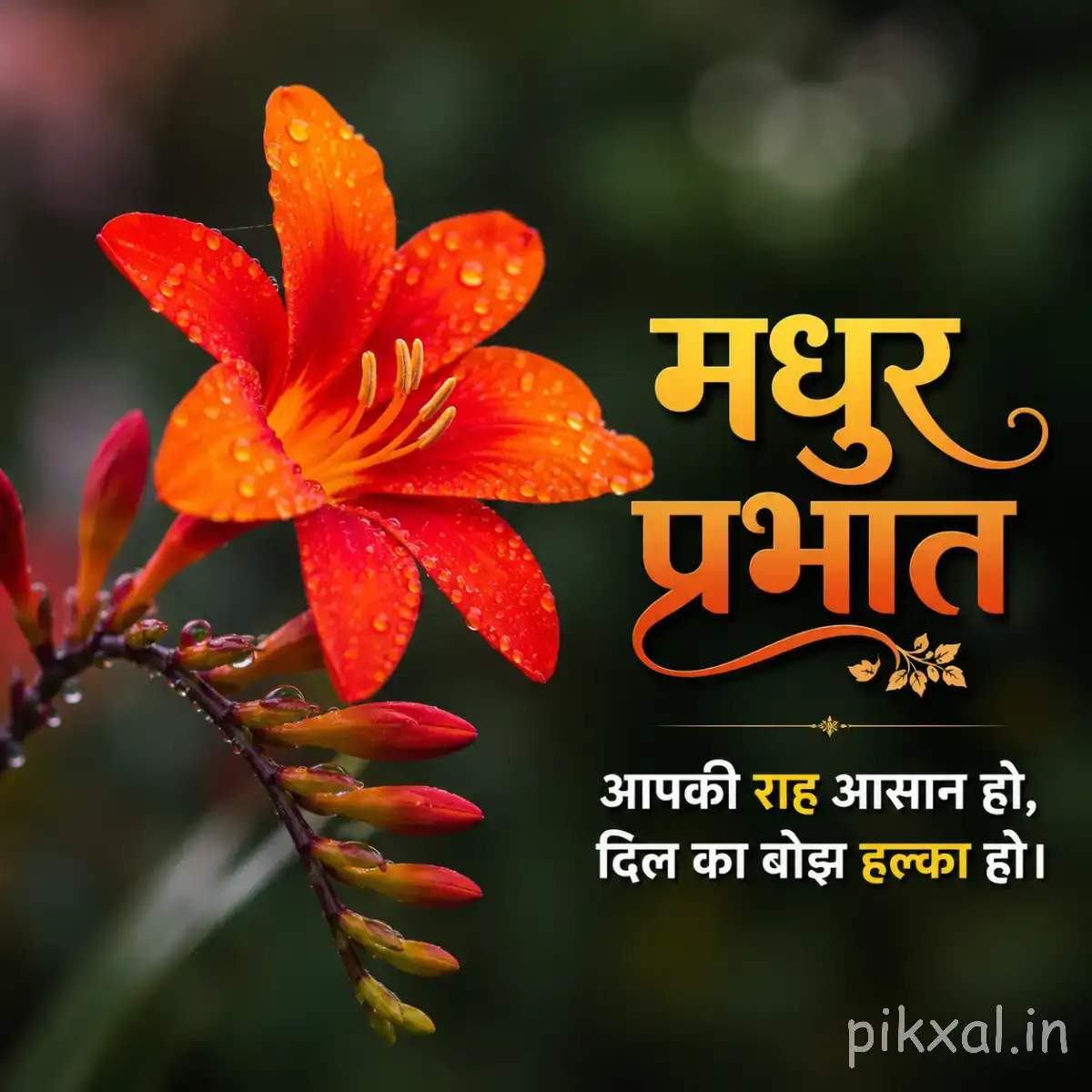 Several orange-red flowers with pointed petals growing along a leafy stem against a dark blurred background with a Hindi morning wish
