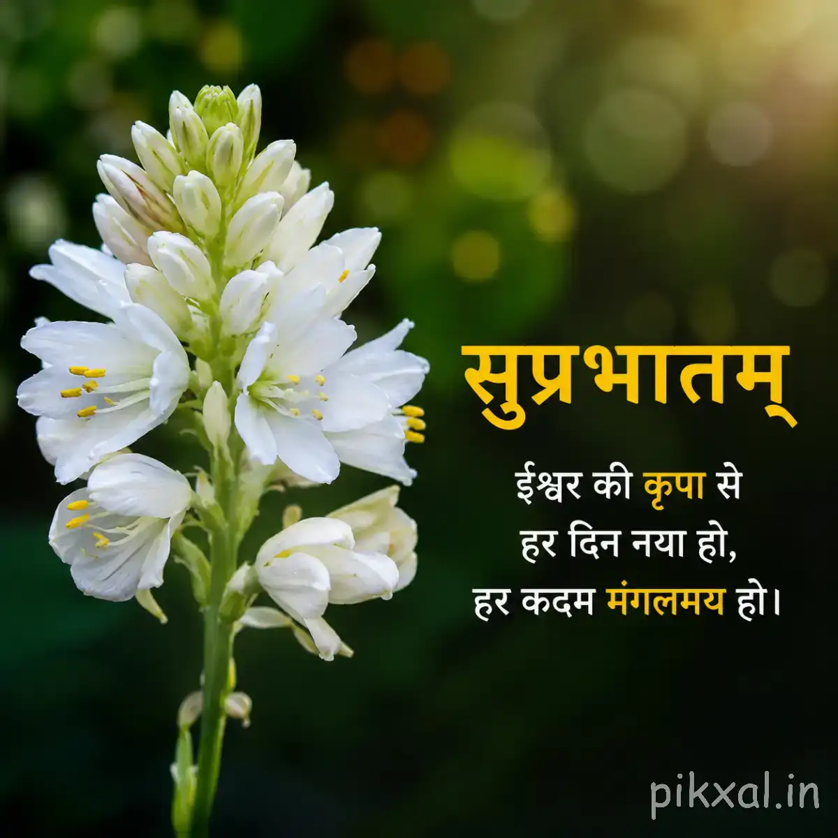 Cluster of small white flowers with green leaves against dark blurred foliage with a Hindi Good Morning wish