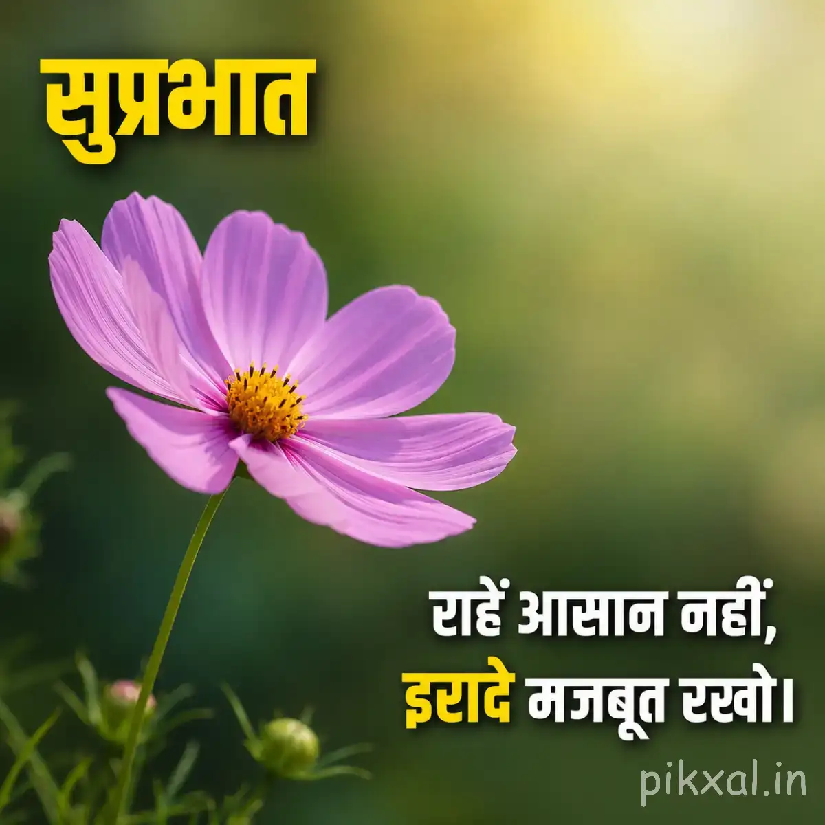 Single purple flower with broad petals and a yellow center against softly blurred green foliage with a Hindi morning wish