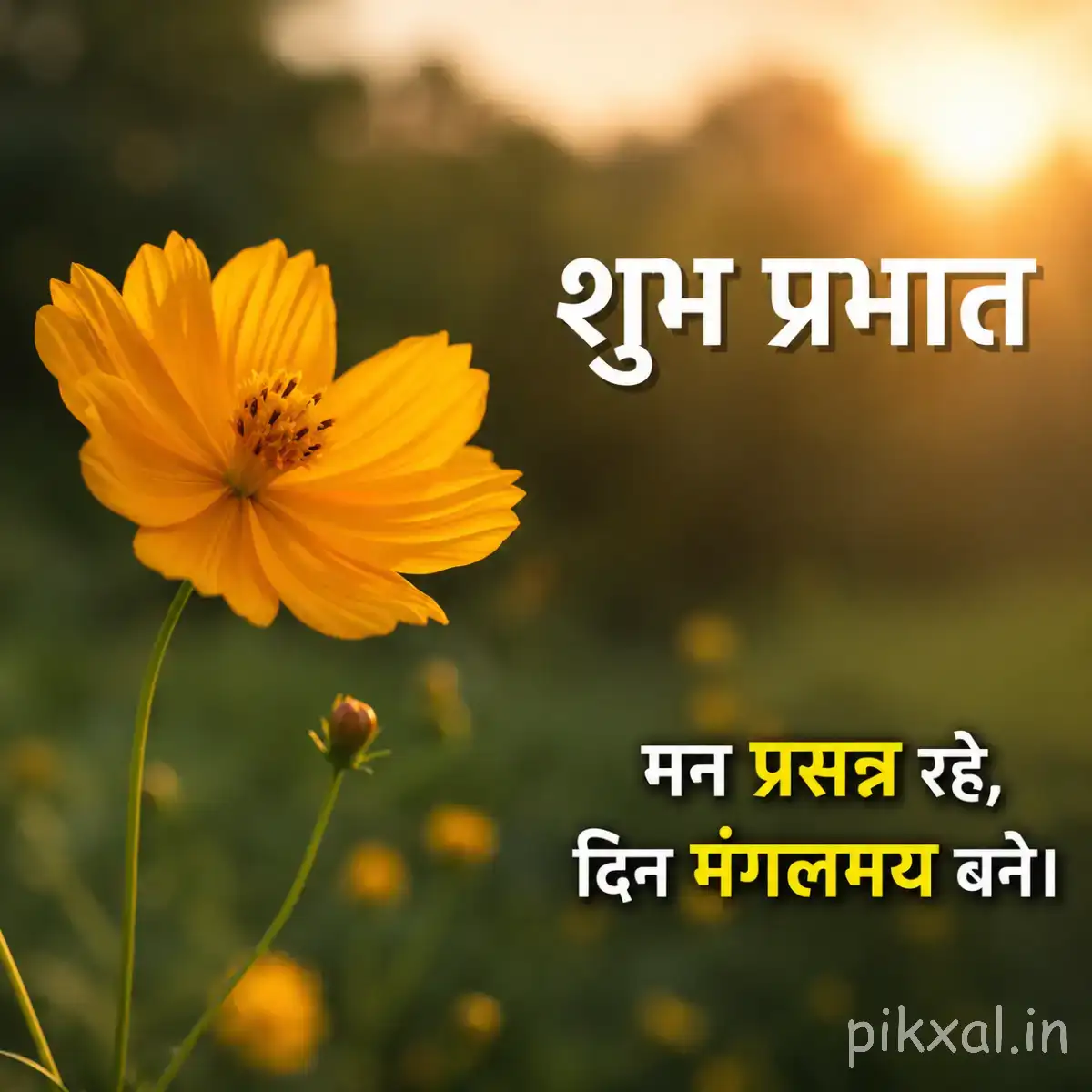 Single yellow-orange flower with layered petals and slender stems against warm sunlight with a Hindi morning wish
