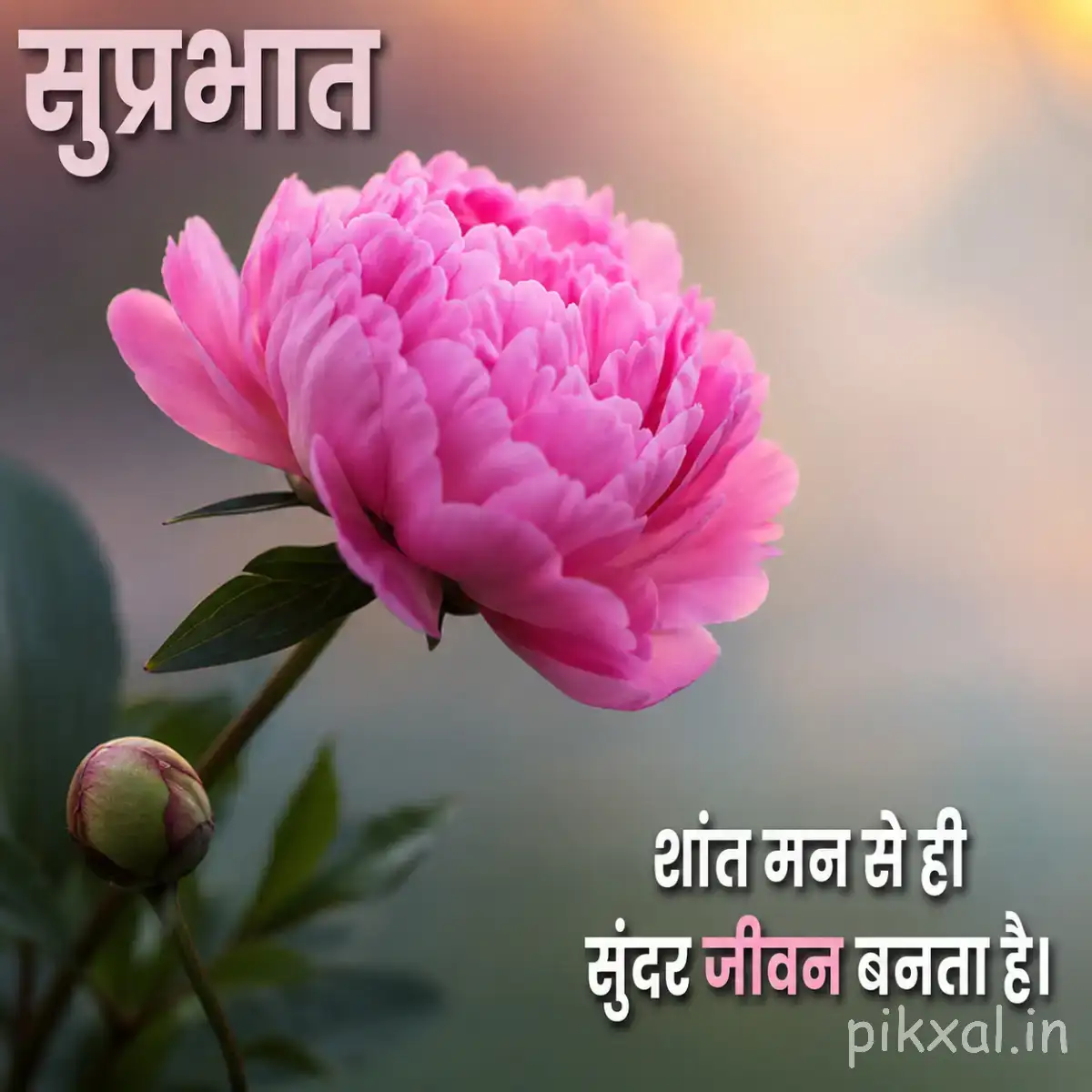 Large pink flower with densely layered petals and green leaves against a softly blurred background with a Hindi morning wish