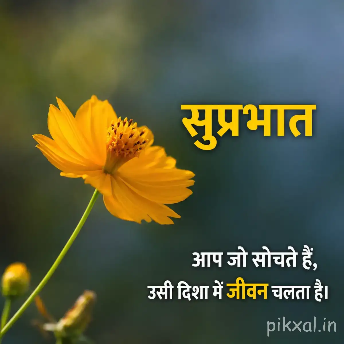 Single yellow flower with a dark center on a slender stem against blurred greenery with a Hindi Good Morning wish