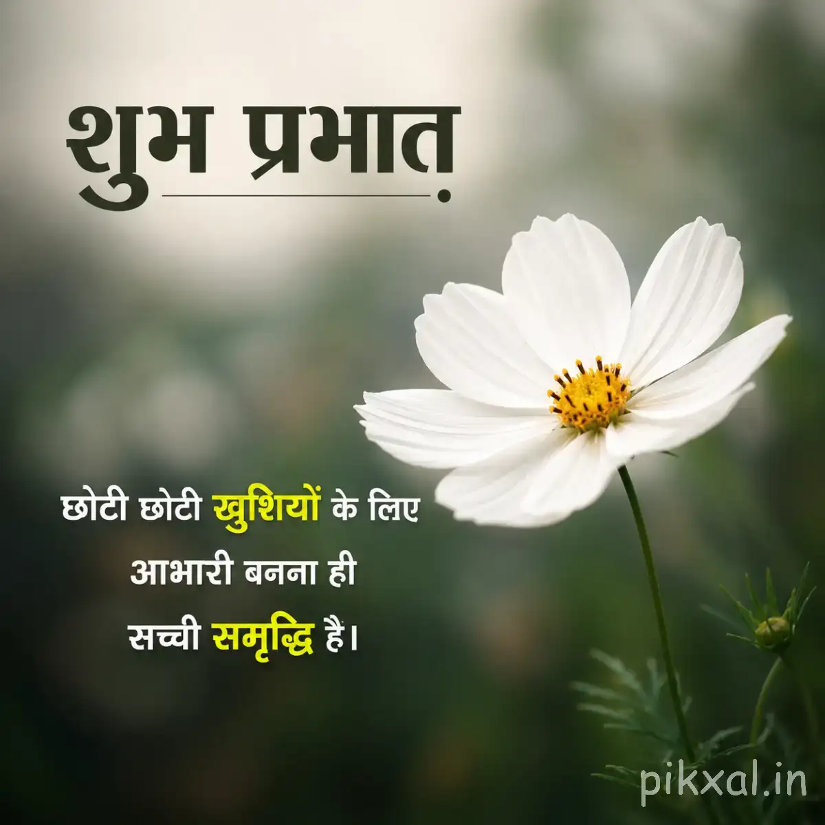 Single white flower with a yellow center and slender green stem against a softly blurred background with a Hindi morning wish