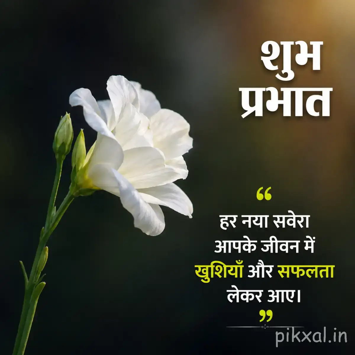 Single white flower with broad petals and unopened buds against a dark green background with a Hindi morning wish